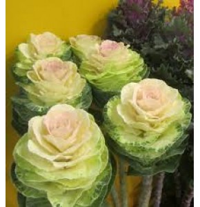 ΜΠΡΑΣΙΚΑ  ΛΕΥΚΗ  BRASSICA WHITE-CRANE